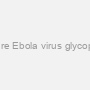 Mouse Monoclonal Anti-Anti-Zaire Ebola virus glycoprotein (EBOV GP) IgG, purified